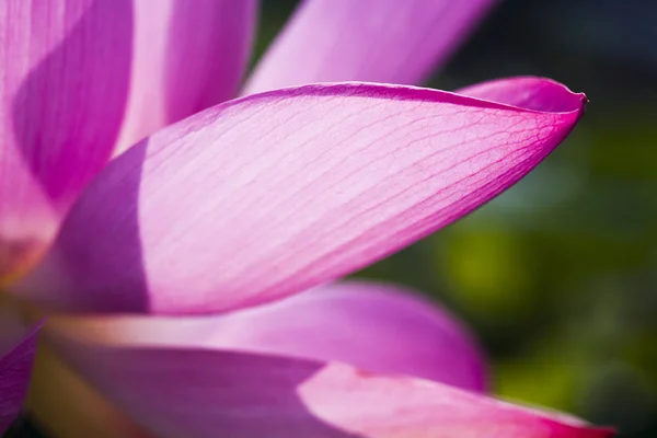 Bela Flor Lótus Jardim — Fotografia de Stock