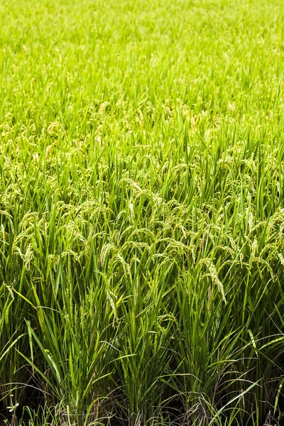 水稻作物即将收获 — 图库照片