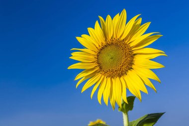 Ayçiçeği alanında sarı: güneşli yaz gün