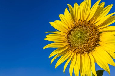 Ayçiçeği alanında sarı: güneşli yaz gün