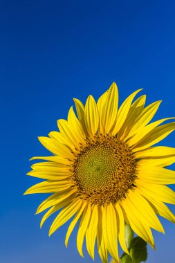 Ayçiçeği alanında sarı: güneşli yaz gün