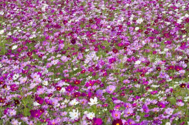 Cosmos çiçekler doğaya, Açık Bahçe
