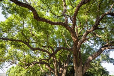 Green natural background of Camphor trees in summer clipart