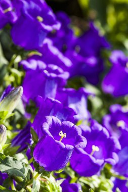 ampanula orta, ortak ad Canterbury çan, olarak da bilinen çan çiçeği, arı ile.