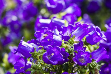 ampanula orta, ortak ad Canterbury çan, olarak da bilinen çan çiçeği, arı ile.