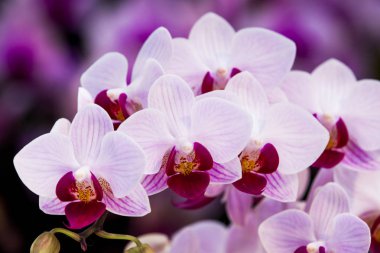 Pembe Orkide Bahçe içinde closeup
