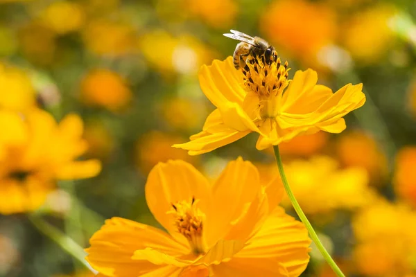 Vår Enda Tusensköna Blomma Och — Stockfoto