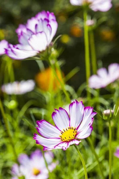 Kosmos Blommor Naturen Trädgård — Stockfoto