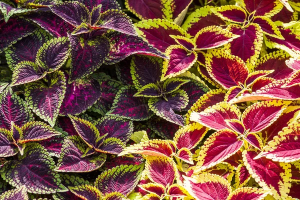 Close Van Coleus Bladeren Painted Brandnetel Vlam Nettle — Stockfoto