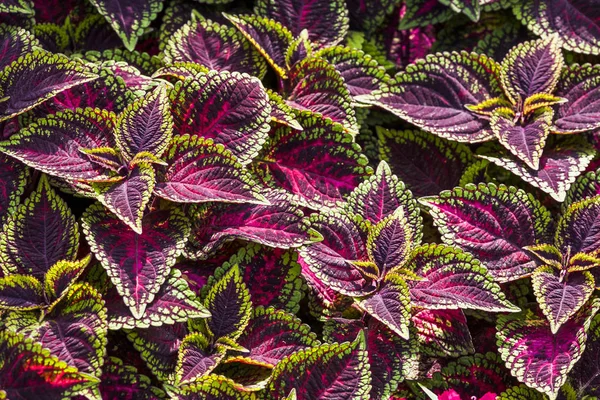 Close Van Coleus Bladeren Painted Brandnetel Vlam Nettle — Stockfoto