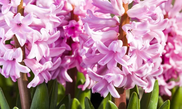 Eine Gruppe Rosa Hyazinthen Und Biene Als Floraler Hintergrund — Stockfoto