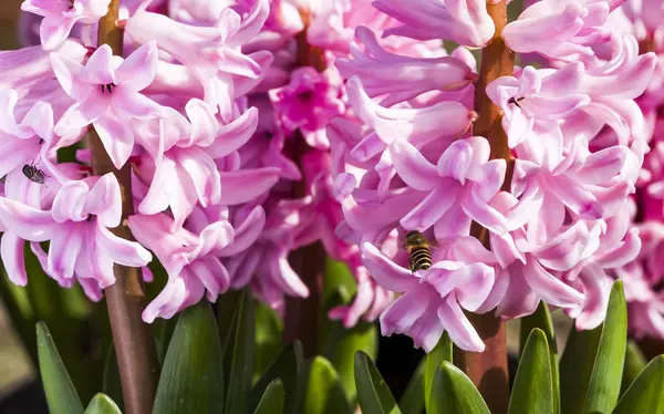 Група Рожевих Гіацинтів Бджіл Квітковий Фон — стокове фото