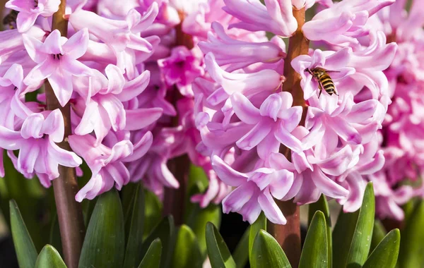 Μια Ομάδα Από Ροζ Υάκινθους Και Μέλισσα Φόντο Λουλουδιών — Φωτογραφία Αρχείου