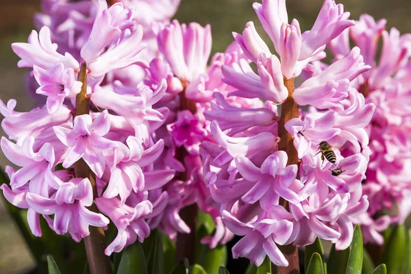 Μια Ομάδα Από Ροζ Υάκινθους Και Μέλισσα Φόντο Λουλουδιών — Φωτογραφία Αρχείου
