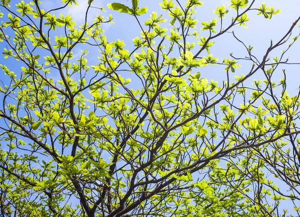 Árvores Verdes Exuberantes Com Céu Azul Como Fundo — Fotografia de Stock