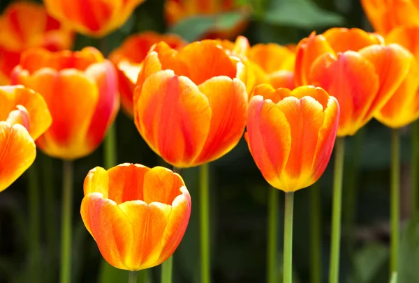 Bellissimo Fiore Tulipano Giardino — Foto Stock