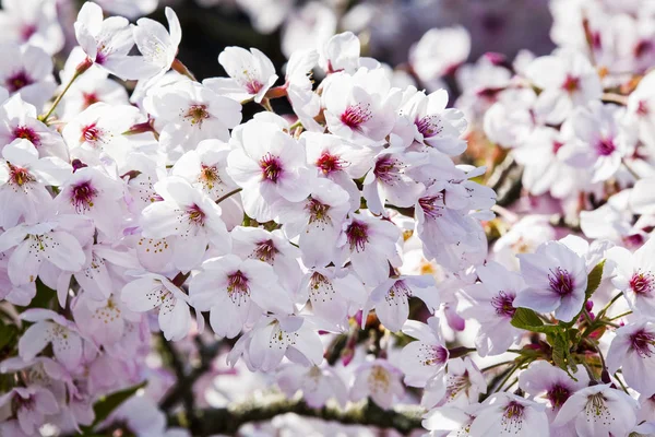 Beautiful Cherry Blossom Garden — Stock Photo, Image