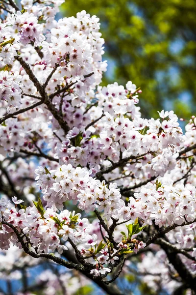 Belle Fleur Cerisier Dans Jardin — Photo