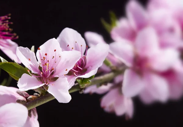 Fiori Pesca Che Sbocciano Nel Giardino Fotografia Stock