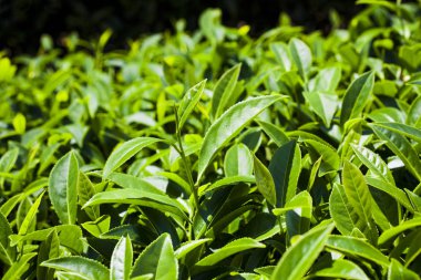 Çay tarlaları sabahı bir closeup görünümü