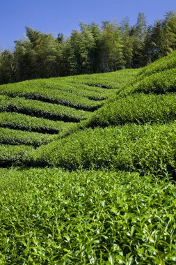 çay plantasyon dağın içinde