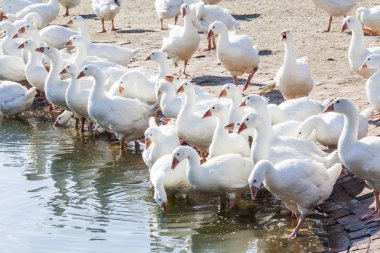 Geleneksel ücretsiz aralığı tavuk çiftliği üzerinde kaz