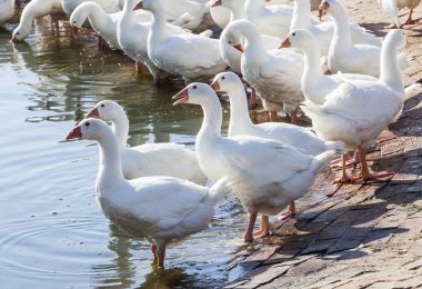 Geleneksel ücretsiz aralığı tavuk çiftliği üzerinde kaz