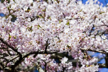 kiraz çiçek çiçek bahar sezonu.  