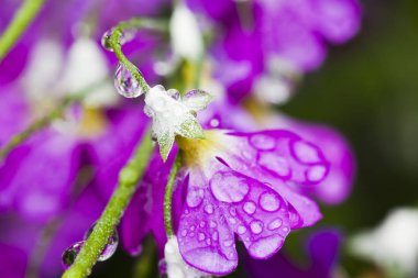 Dewdrops closeup ile taze mor çiçek. 