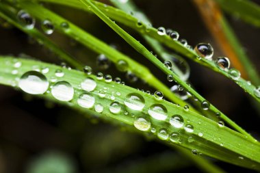 Dewdrops tatlı taze yeşil çim.