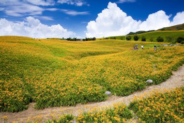 Güzel daylily çiçek Dağı Doğu Tayvan.