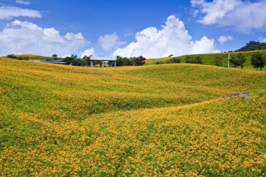 Güzel daylily çiçek Dağı Doğu Tayvan.