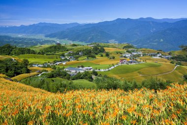 Güzel daylily çiçek Dağı Doğu Tayvan.