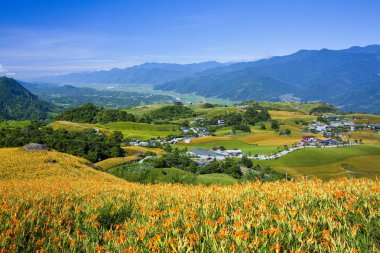 Güzel daylily çiçek Dağı Doğu Tayvan.
