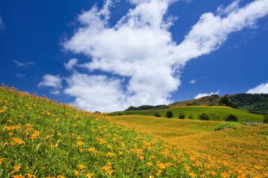 Güzel daylily çiçek Dağı Doğu Tayvan.