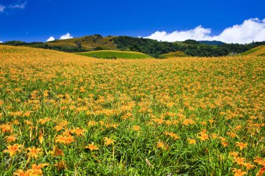 Güzel daylily çiçek Dağı Doğu Tayvan.