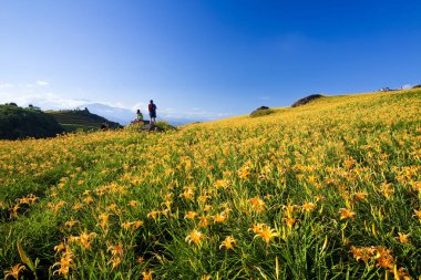 Güzel daylily çiçek Dağı Doğu Tayvan.