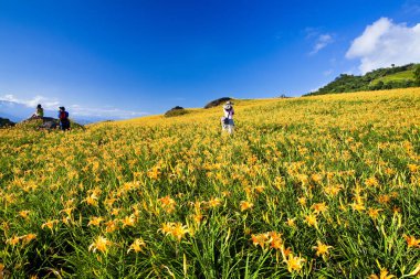 Güzel daylily çiçek Dağı Doğu Tayvan.