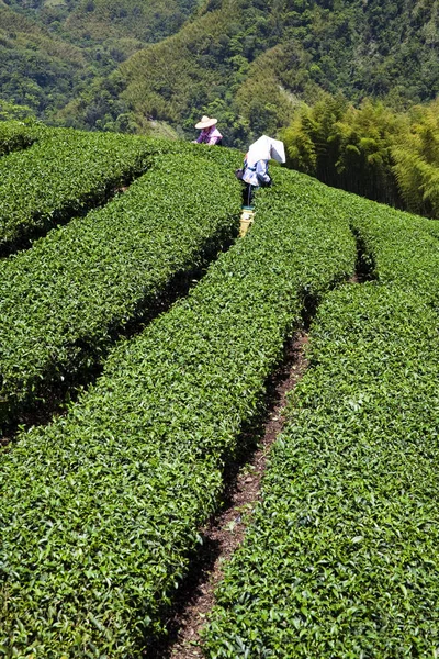 Woman picking tea leaves in a tea plantation.