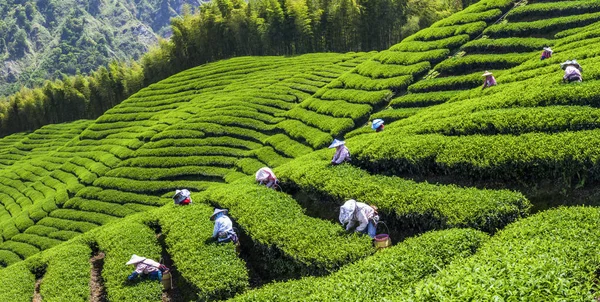 Woman picking tea leaves in a tea plantation.