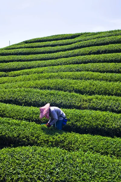 Woman picking tea leaves in a tea plantation.