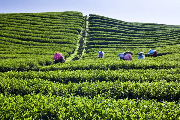 Çay yaprakları çay plantasyon içinde toplama kadın.