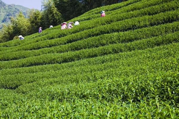 Женщина Собирает Чайные Листья Чайной Плантации — стоковое фото