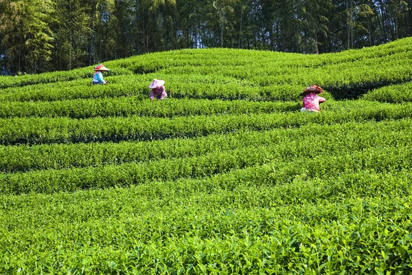 Женщина Собирает Чайные Листья Чайной Плантации — стоковое фото