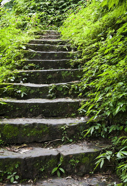 Stone stair in green forest