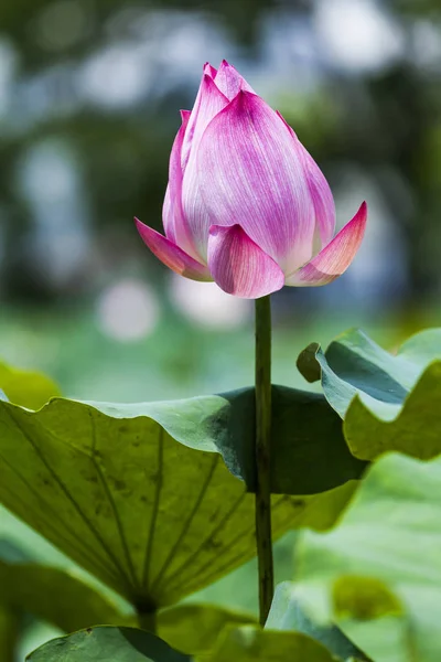 花园里美丽的荷花 — 图库照片