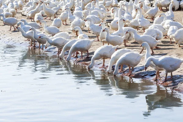 Gans Auf Traditionellem Freilandgeflügelhof — Stockfoto