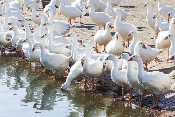 传统自由放养家禽养殖场上的鹅 — 图库照片