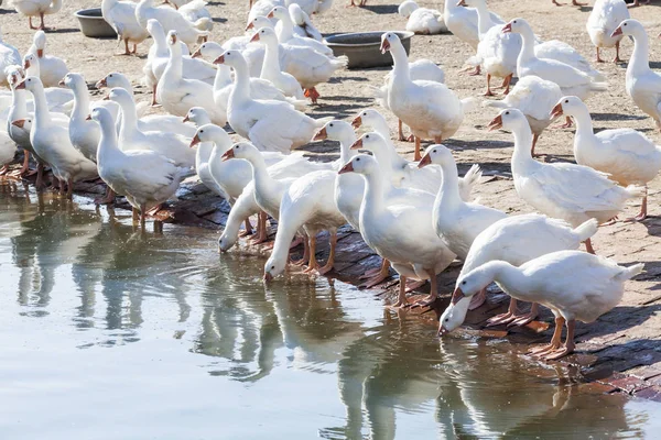 传统自由放养家禽养殖场上的鹅 — 图库照片