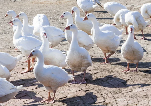 Gans Auf Traditionellem Freilandgeflügelhof — Stockfoto